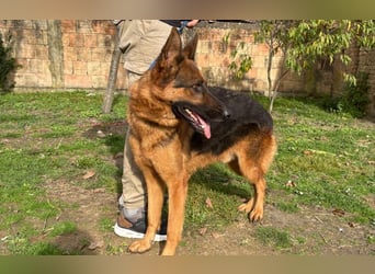 liebevoller Schäferhund Magnum