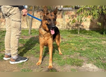 liebevoller Schäferhund Magnum