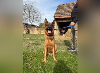 liebevoller Schäferhund Magnum