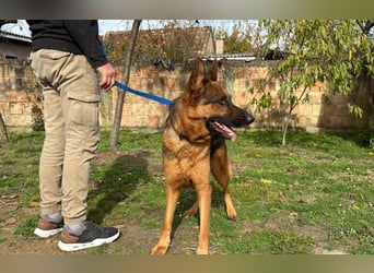 liebevoller Schäferhund Magnum