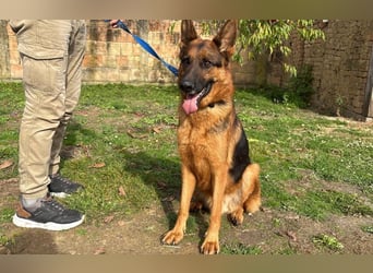 liebevoller Schäferhund Magnum