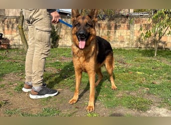 liebevoller Schäferhund Magnum