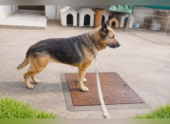 Schäferhündin Avani sucht ihr Zuhause