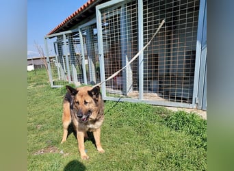 Schäferhündin Avani sucht ihr Zuhause