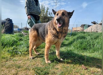 Schäferhündin Avani sucht ihr Zuhause