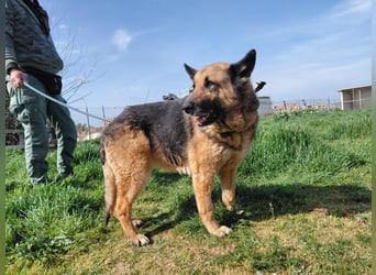 Schäferhündin Avani sucht ihr Zuhause