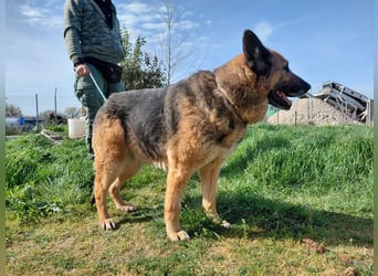 Schäferhündin Avani sucht ihr Zuhause