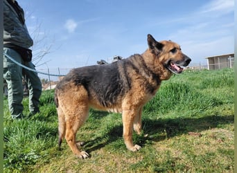 Schäferhündin Avani sucht ihr Zuhause