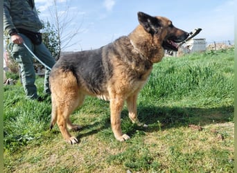 Schäferhündin Avani sucht ihr Zuhause