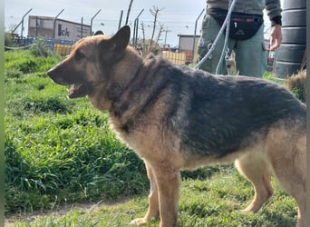 Schäferhündin Avani sucht ihr Zuhause