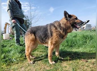 Schäferhündin Avani sucht ihr Zuhause