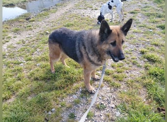 Schäferhündin Avani sucht ihr Zuhause