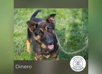 Dinero 257791 sucht ein zu Hause