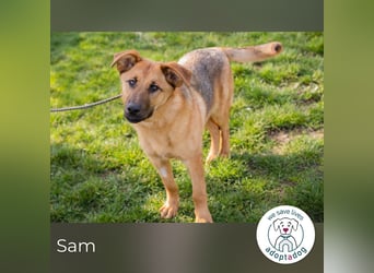 Sam 271878 sucht ein zu Hause