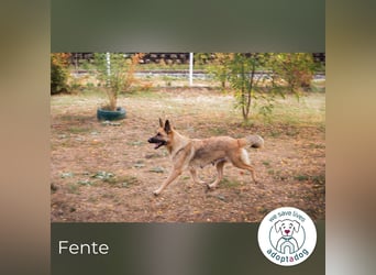 Fente 210423 sucht ein zu Hause
