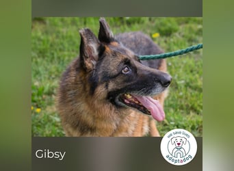 Gibsy 885660 sucht ein zu Hause