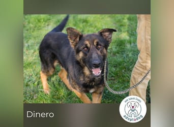 Dinero 257791 sucht ein zu Hause