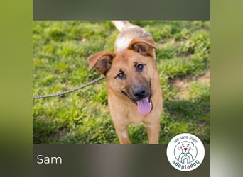 Sam 271878 sucht ein zu Hause