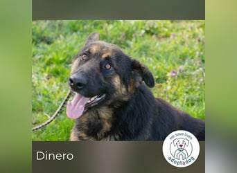 Dinero 257791 sucht ein zu Hause