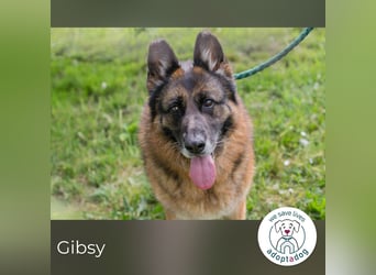 Gibsy 885660 sucht ein zu Hause