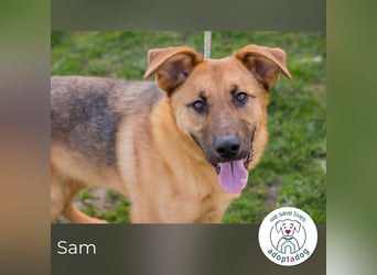 Sam 271878 sucht ein zu Hause