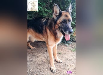 Olli - die schöne Schäferin