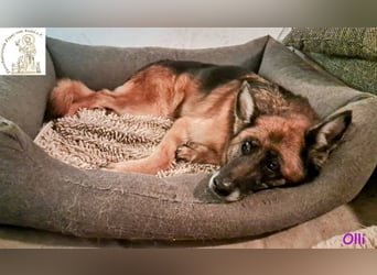 Olli - die schöne Schäferin