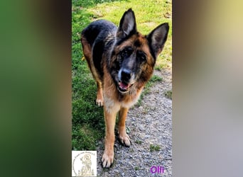 Olli - die schöne Schäferin