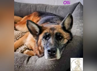 Olli - die schöne Schäferin