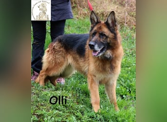 Olli - die schöne Schäferin