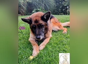 Olli - die schöne Schäferin