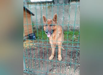 Notfell JACK, lieber Schäfi, Rüde, ca. 7 Jahre, ca. 60cm, Tierschutz Rumänien