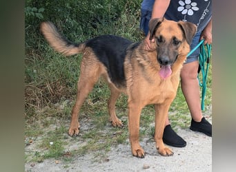 Thor - ein sanfter Schäferhund auf der Suche nach seinem Glück