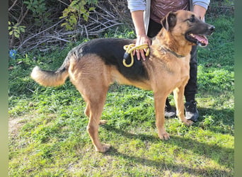 Thor - ein sanfter Schäferhund auf der Suche nach seinem Glück