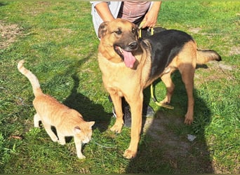 Thor - ein sanfter Schäferhund auf der Suche nach seinem Glück