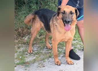 Thor - ein sanfter Schäferhund auf der Suche nach seinem Glück