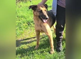 Thor - ein sanfter Schäferhund auf der Suche nach seinem Glück