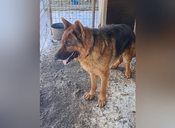 Notfell JACK, lieber Schäfi, Rüde, ca. 7 Jahre, ca. 60cm, Tierschutz Rumänien