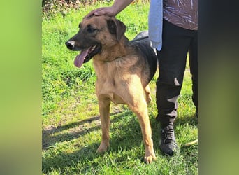 Thor - ein sanfter Schäferhund auf der Suche nach seinem Glück