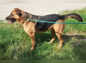 Thor - ein sanfter Schäferhund auf der Suche nach seinem Glück