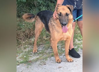 Thor - ein sanfter Schäferhund auf der Suche nach seinem Glück
