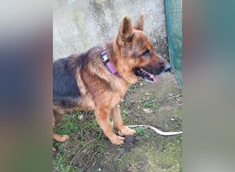 Notfell ⭐️Jack⭐️,  lieber Schäfi, Rüde, ca. 7 Jahre, 60cm, Tierschutz