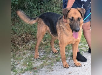 Thor - ein sanfter Schäferhund auf der Suche nach seinem Glück