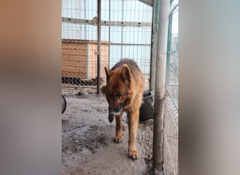 Notfell JACK, lieber Schäfi, Rüde, ca. 7 Jahre, ca. 60cm, Tierschutz Rumänien