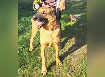 Thor - ein sanfter Schäferhund auf der Suche nach seinem Glück