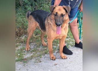 Thor - ein sanfter Schäferhund auf der Suche nach seinem Glück