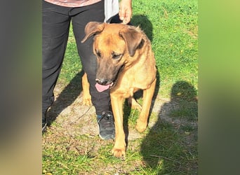 Thor - ein sanfter Schäferhund auf der Suche nach seinem Glück