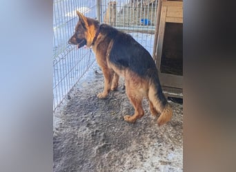 Notfell ⭐️Jack⭐️,  lieber Schäfi, Rüde, ca. 7 Jahre, 60cm, Tierschutz