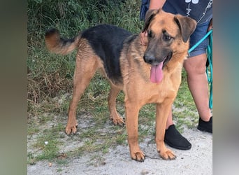Thor - ein sanfter Schäferhund auf der Suche nach seinem Glück