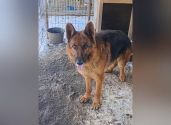 Notfell ⭐️Jack⭐️,  lieber Schäfi, Rüde, ca. 7 Jahre, 60cm, Tierschutz